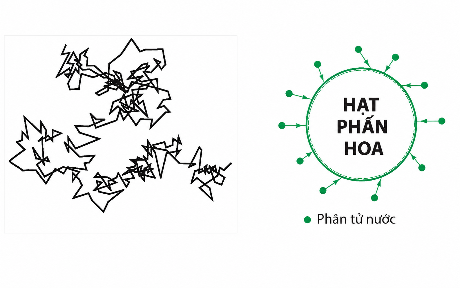 Đường đi hạt phấn hoa và va chạm phân tử nước
