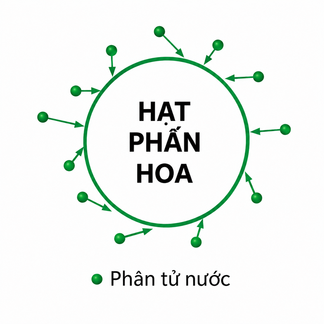 Va chạm phân tử nước với hạt phấn hoa